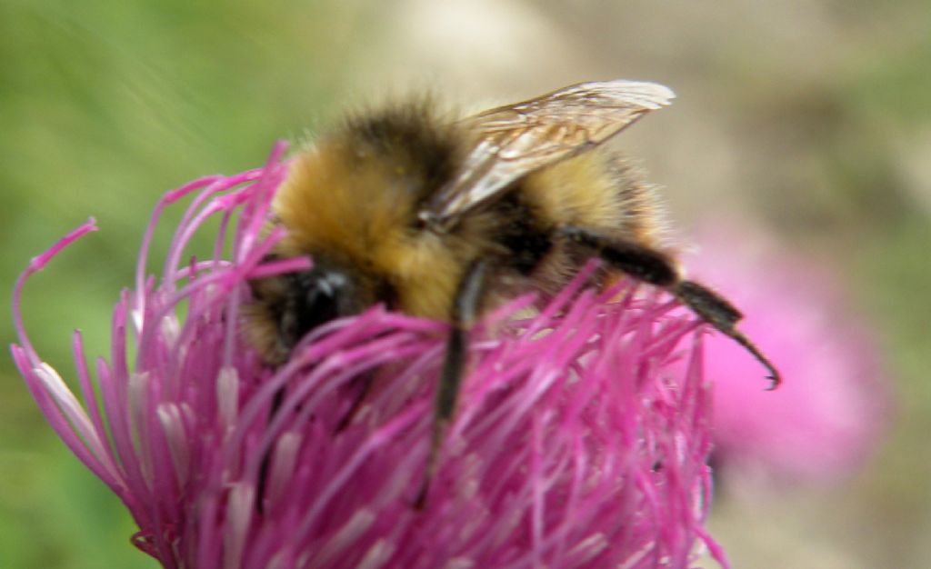 Bombus o Psithyrus? Forse maschio di B. pratorum